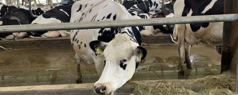 如何提高奶牛的繁殖率，要确保有充足的营养