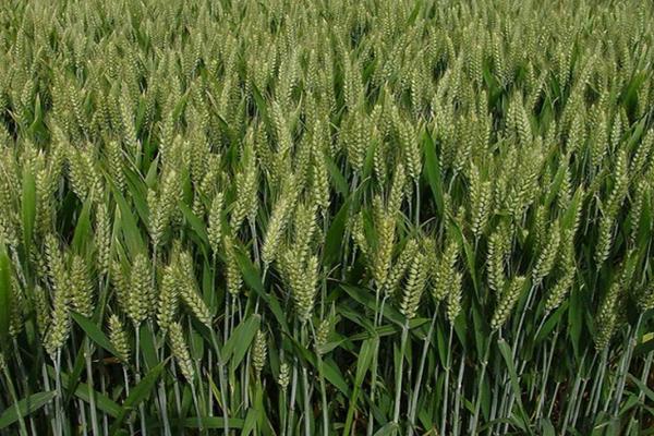 兰德麦856小麦种子简介，该品种属半冬性中熟品种