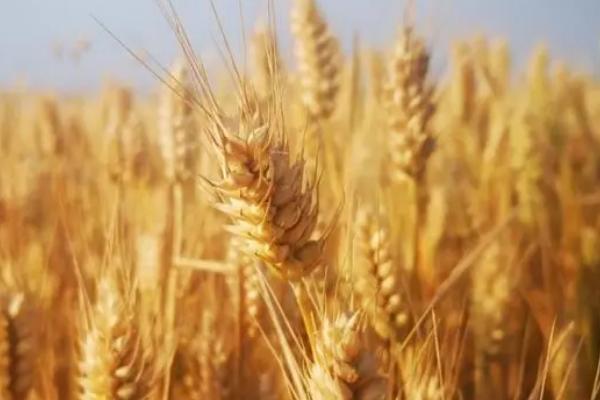 博农208小麦种子介绍，该品种属半冬性中熟节水品种