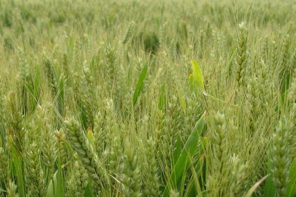 金禾15310小麦品种的特性，亩播种量11～12千克