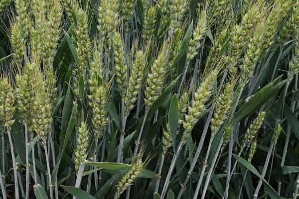 万丰6608小麦种子特点，每亩适宜基本苗18～20万