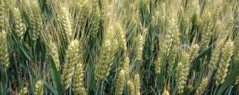 丰麦707小麦品种的特性，平均生育期236天