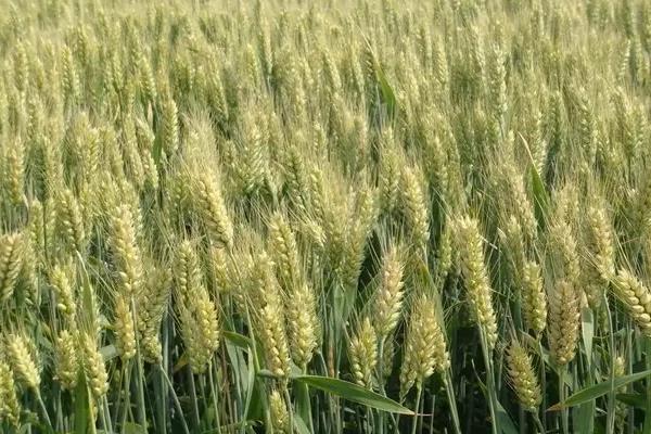 马兰3号小麦种子特征特性，平均生育期235天