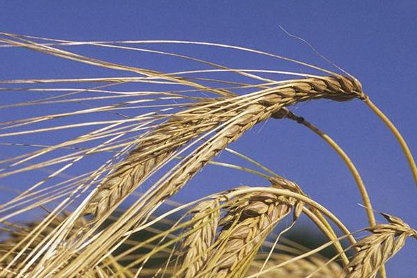 万丰673小麦种子介绍，适宜播期为10月5日～15日