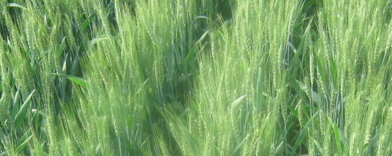 马兰3号小麦种子特征特性，平均生育期235天