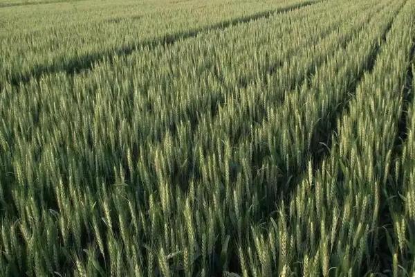 弘麦15-1小麦种简介，适宜播期为10月5日～15日