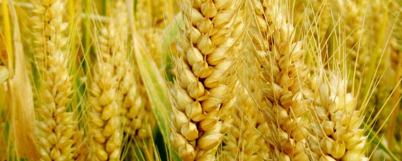 弘麦15-1小麦种简介，适宜播期为10月5日～15日