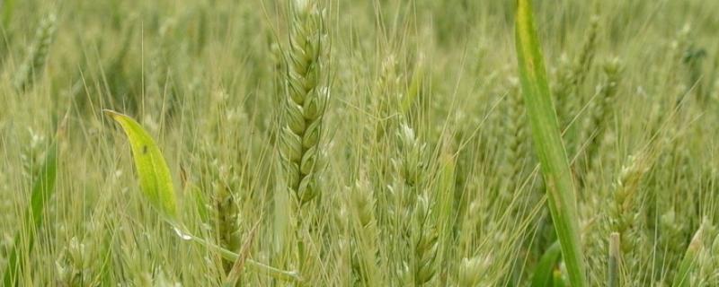 科农1002小麦种简介，足墒播种