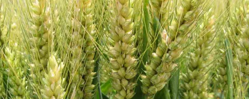 WF405小麦种子特征特性，平均生育期235天