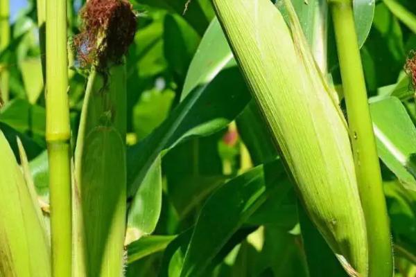 威卡1159玉米品种的特性，适宜播期4月中旬至5月上旬