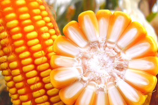 科丰5号玉米种子特点，适宜播期6月上中旬