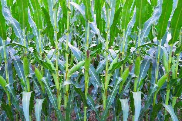 科丰5号玉米种子特点，适宜播期6月上中旬