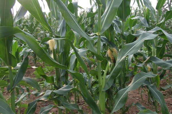 鑫丰盛9909玉米种简介，适宜播期4月下旬至5月上旬