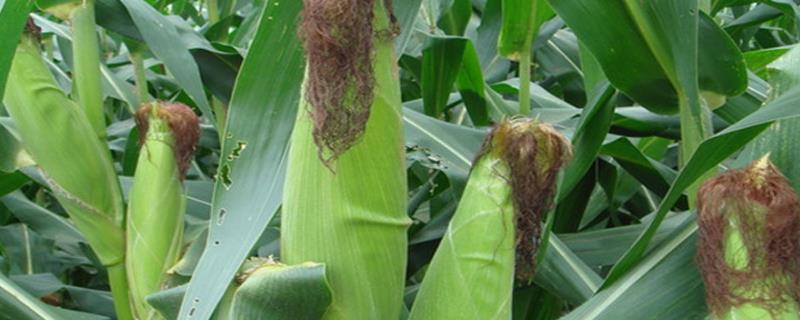 中博4号玉米种子特征特性，适宜播期4月下旬至5月上旬
