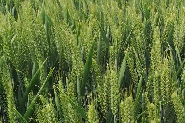 圣麦131小麦种子介绍，生育期231天