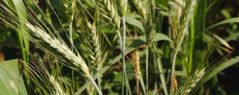 太615小麦种子特点，适宜播期9月下旬至10月上旬