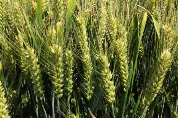 太615小麦种子特点，适宜播期9月下旬至10月上旬