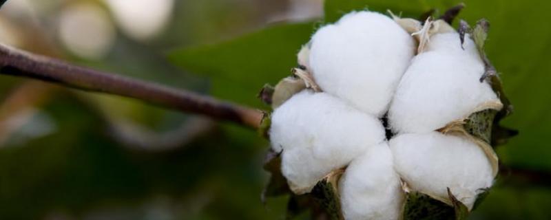 运H171棉花种简介，转基因抗虫棉常规品种