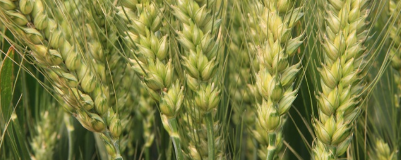 紫麦8555小麦种子介绍，小穗密度中