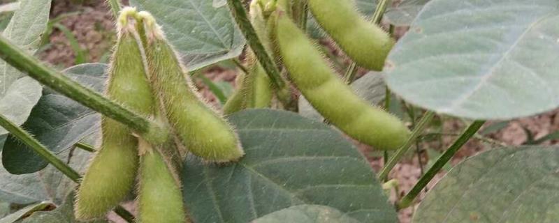 汾豆70大豆种子特征特性，适宜播期4月底至5月上旬