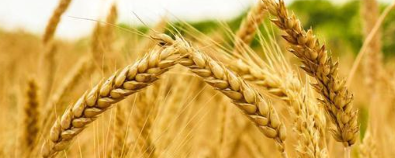 晋麦108号小麦种子特点，适宜播期9月下旬至10月上旬