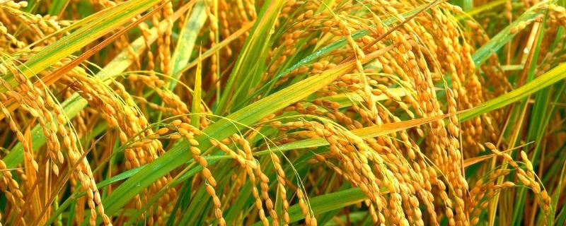 香禾优明月丝苗水稻种子简介，秧田亩播种量10.0千克