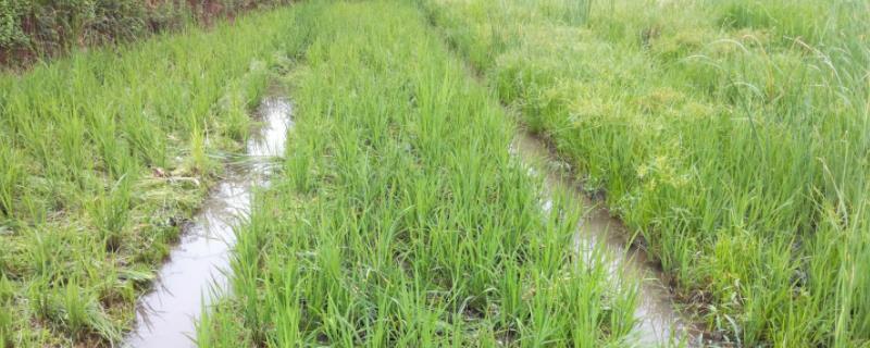 晶优丽斯水稻品种简介，6月中旬播种