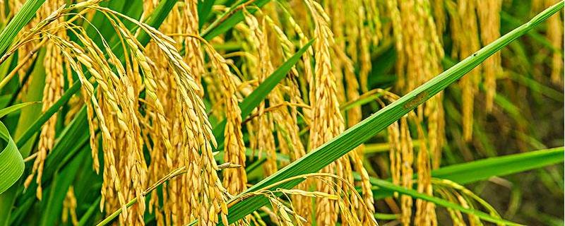 晶优六福水稻品种简介，秧田亩播种量12.0千克