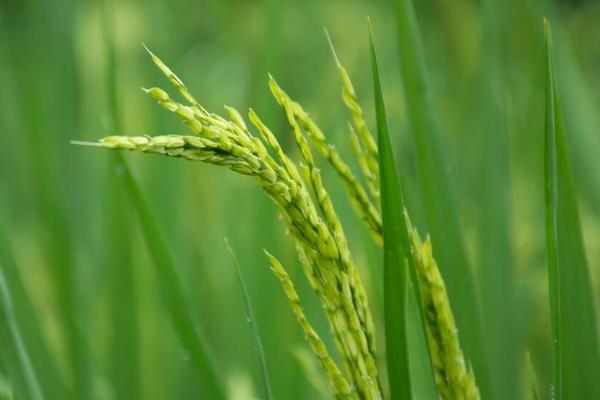 晶优六福水稻品种简介，秧田亩播种量12.0千克
