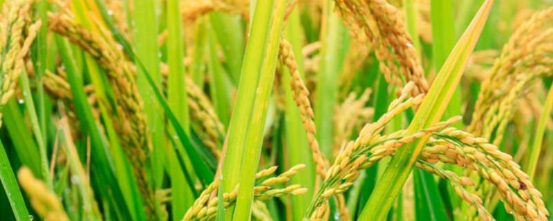 振优16水稻种子简介，全生育期109.4天