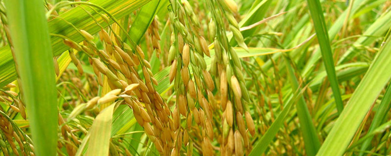 盼两优1466水稻种简介，5月中下旬播种