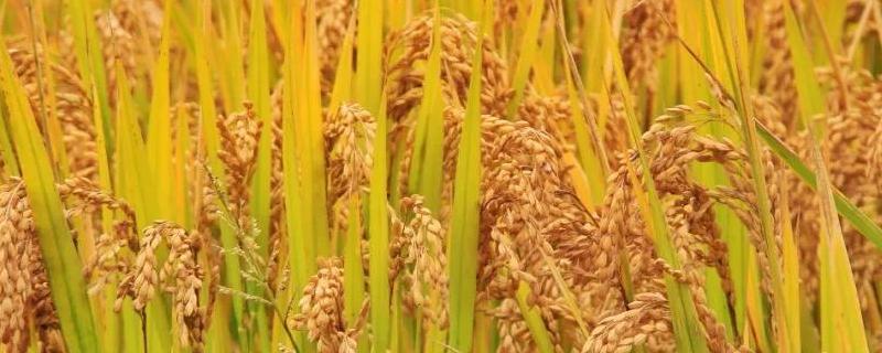 俱两优6955水稻种子特征特性，5月中下旬播种