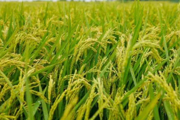 民兴优4876水稻品种的特性，5月中下旬播种