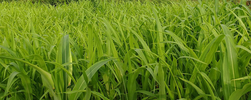 亢湘优1221水稻种子特征特性，5月中下旬播种