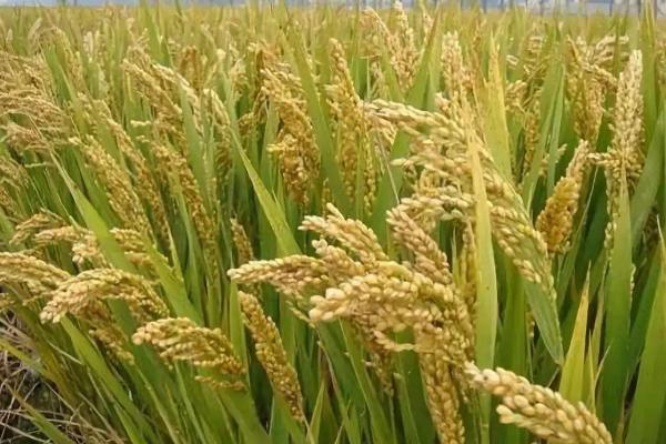 民兴优4876水稻品种的特性，5月中下旬播种