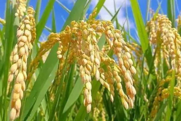 源两优356水稻品种简介，秧田亩播种量10.0千克