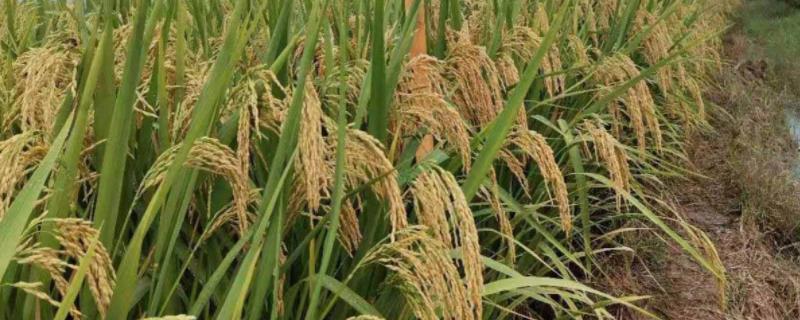 冠两优1466水稻品种的特性，籼型两系杂交中稻迟熟品种
