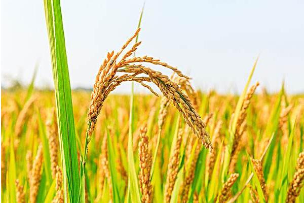 平两优1466水稻品种简介，籼型两系杂交中稻迟熟品种