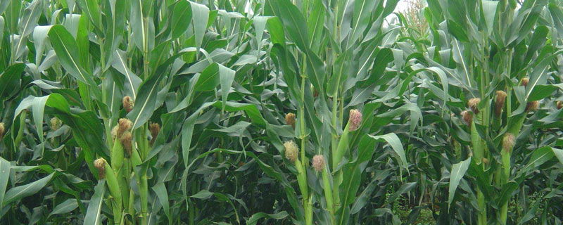 澳甜糯75玉米种子特点，适合天津春播种植