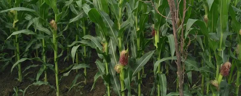 丰苑508玉米品种的特性，苗期期注意防治虫害