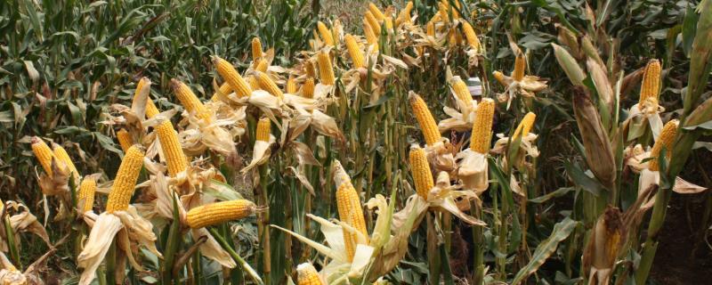嘉科18玉米品种的特性，适宜播期6月10日～20日