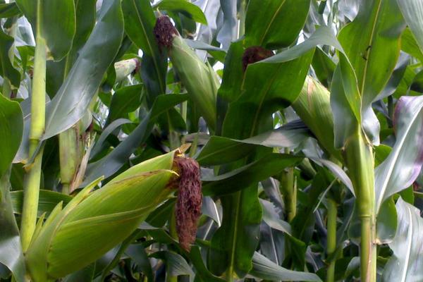 丰苑508玉米品种的特性，苗期期注意防治虫害