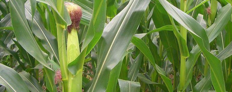 金玉677玉米种子介绍，适宜密度500株/亩左右