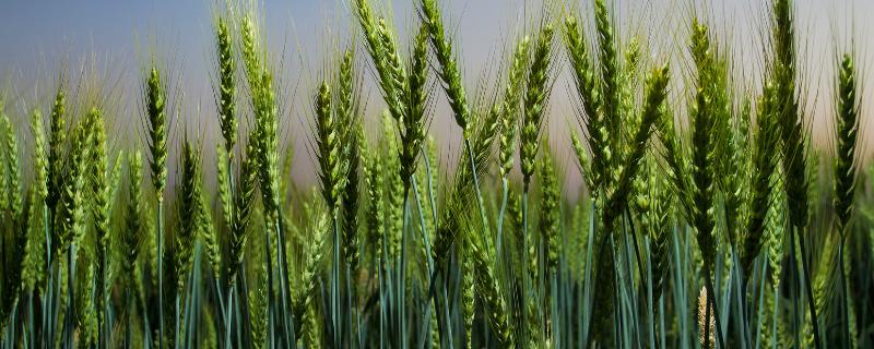 金麦517小麦种子介绍，足墒播种