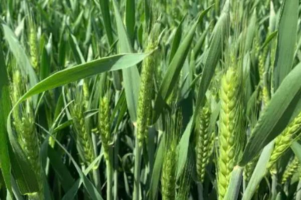 辐照168小麦种简介，该品种属半冬性中熟品种