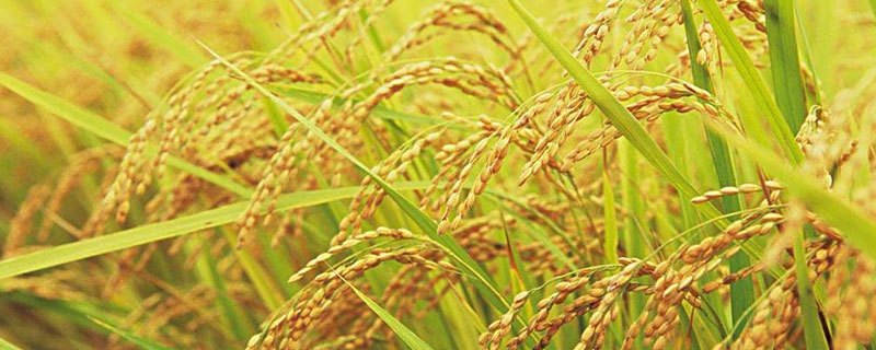 华麦9518小麦种子特征特性，足墒播种