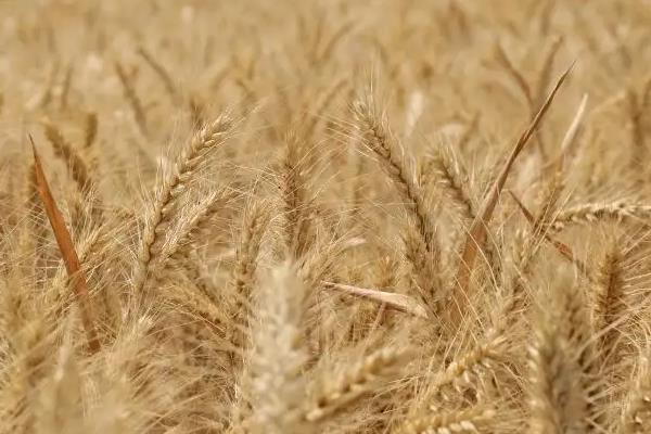 辐照168小麦种简介，该品种属半冬性中熟品种