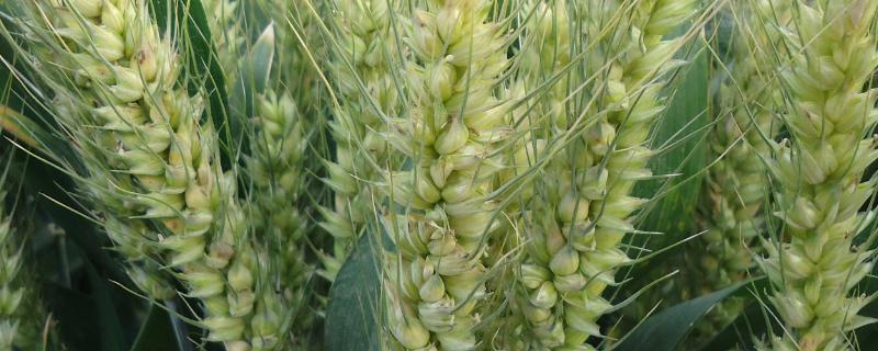 华稳1号小麦种简介，该品种属半冬性中熟品种