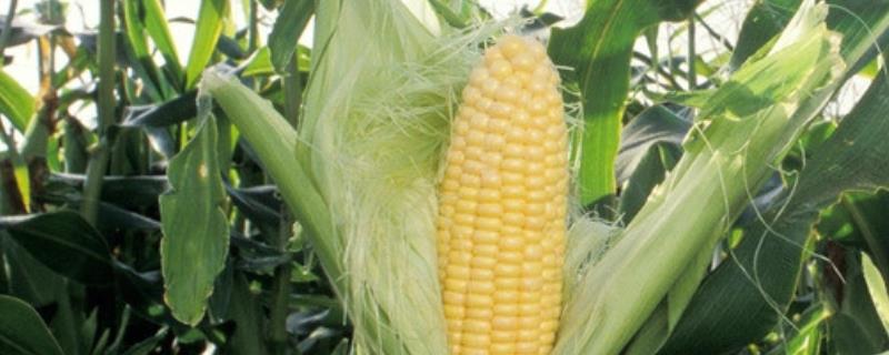 金世1620玉米品种简介，适宜播期为4月下旬