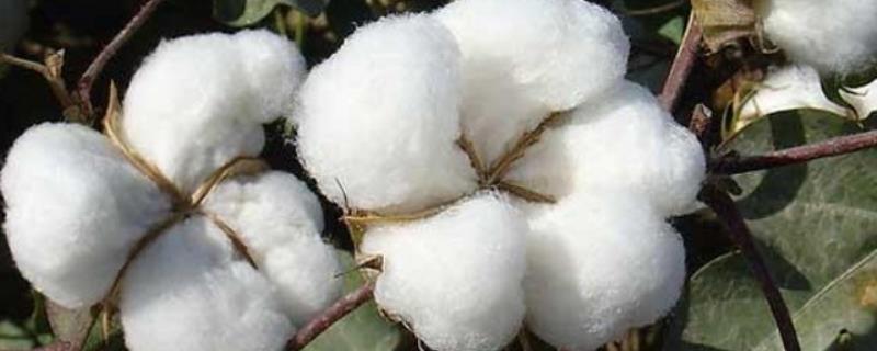 GB516棉花品种的特性，生育期120天左右